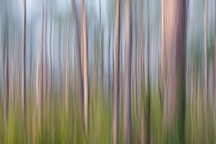 Landschaft Impressionen Karibische Kiefer Pinus elliottii Slash Pine
